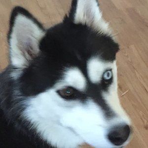 Meet your Posher, Alan